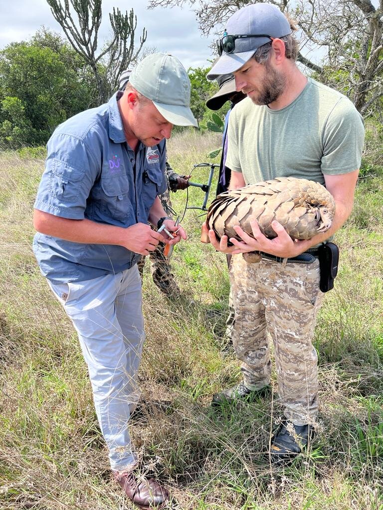 Save the Temminck's Pangolin in South Africa