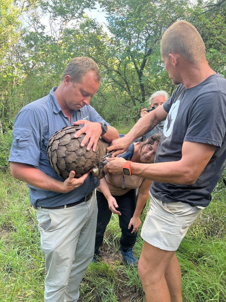 Save the Temminck's Pangolin in South Africa