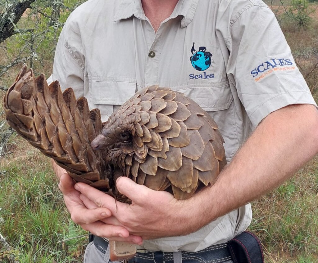 Save the Temminck's Pangolin in South Africa