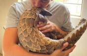 Save the Temminck's Pangolin in South Africa