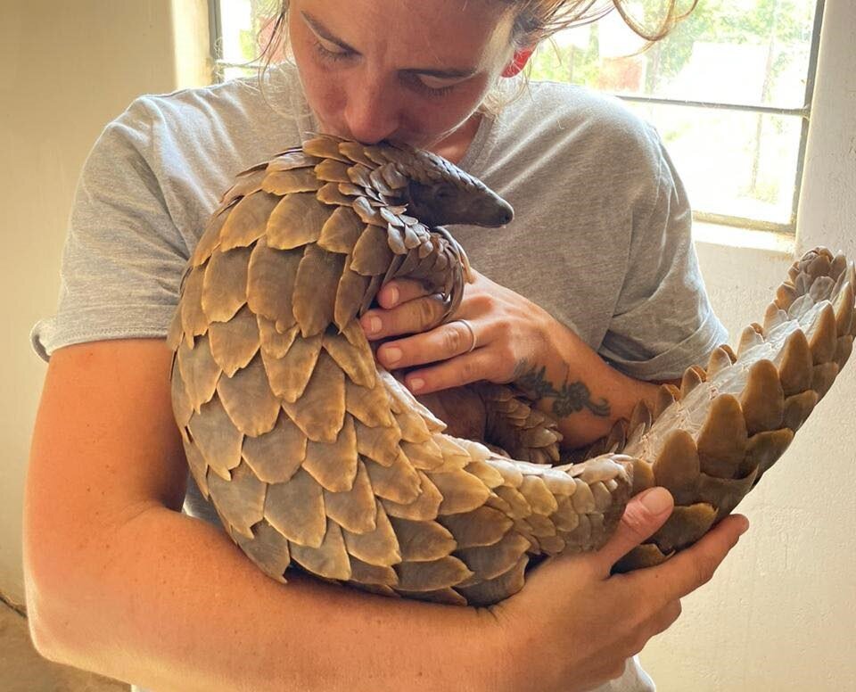 Save the Temminck's Pangolin in South Africa