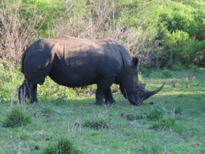 Rhino! their heritage near to where they dance.