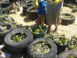 Container Gardening