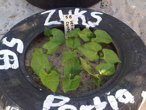 Vermi Compost