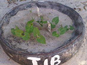 Indlovu Soil