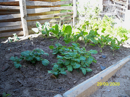 Ecovillage: Uplift 20000 squatters in South Africa