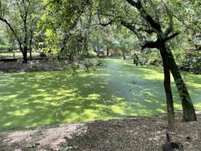 The Cooling Green of Wongsanit Ashram