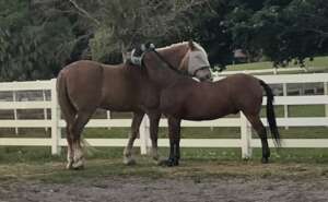 Help Max & Devon Retire to a New Home