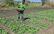 Solar Water Pump And Irrigation Project