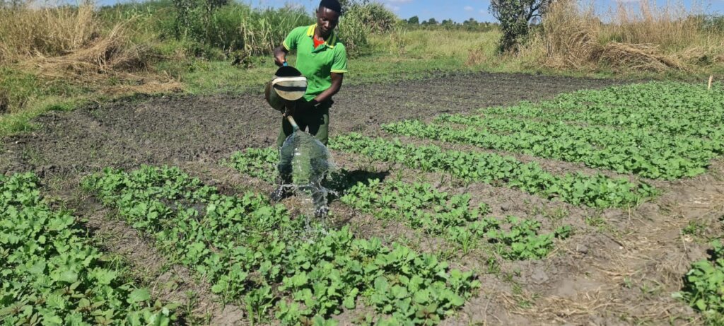 Solar Water Pump And Irrigation Project