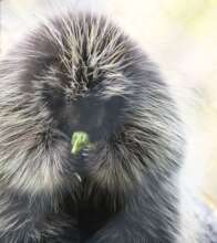 Dani the Porcupine