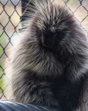 Danni the Porcupine