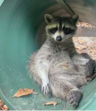 Edgar the Racoon, new exhibit animal in 2023