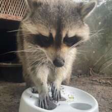 Edgar enjoying enrichment puzzle feeder