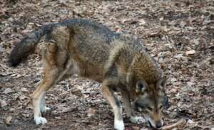 Enrichment for Hyde, Red Wolf