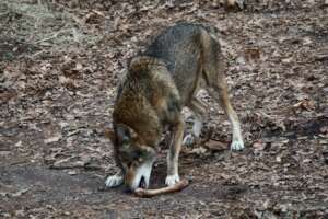 Enrichment for Hyde, Red Wolf