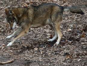 Enrichment for Hyde, Red Wolf