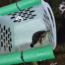 Yellow Bellied Slider Turtles