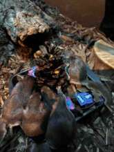 Flying Squirrels 2