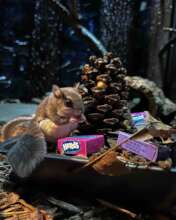 Flying Squirrels 1