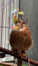 American Kestrel