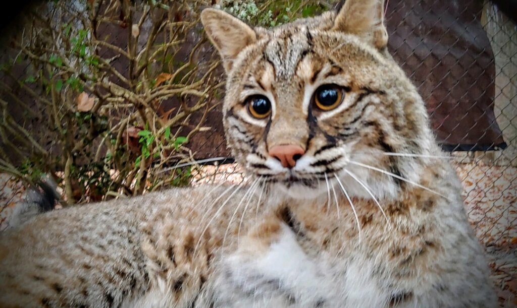 Care for Wildlife at the Virginia Living Museum