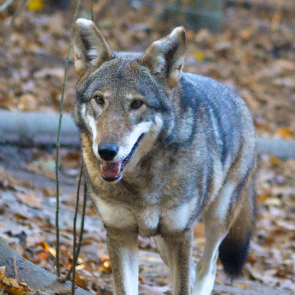 Care for Wildlife at the Virginia Living Museum