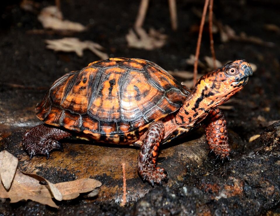 Box Turtle