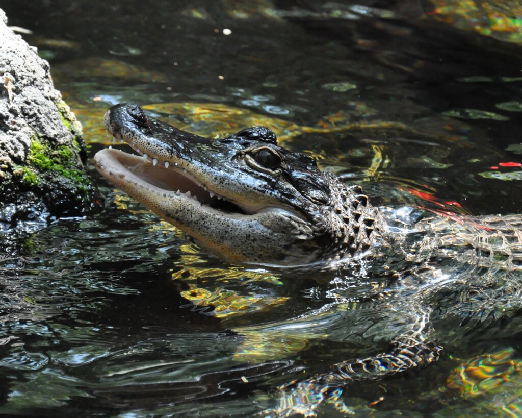 American Alligator