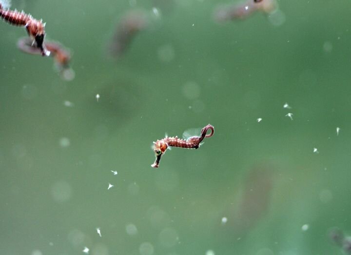 Baby lined seahorses