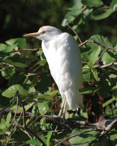 Egret