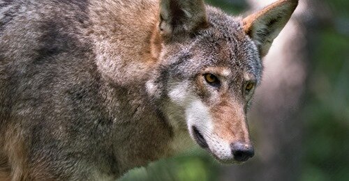 Care for Wildlife at the Virginia Living Museum