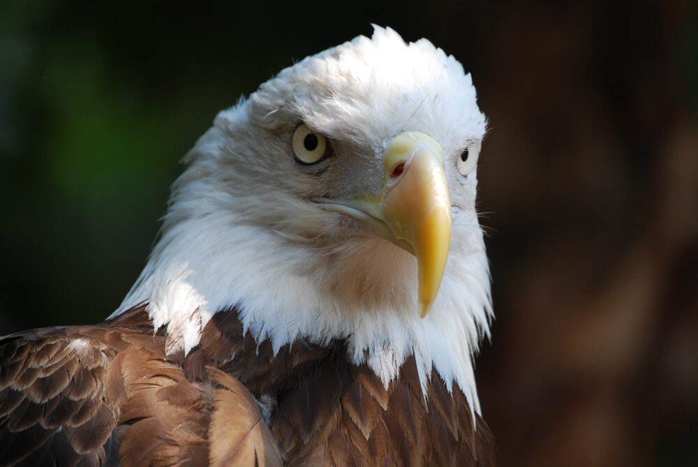 Care for Wildlife at the Virginia Living Museum