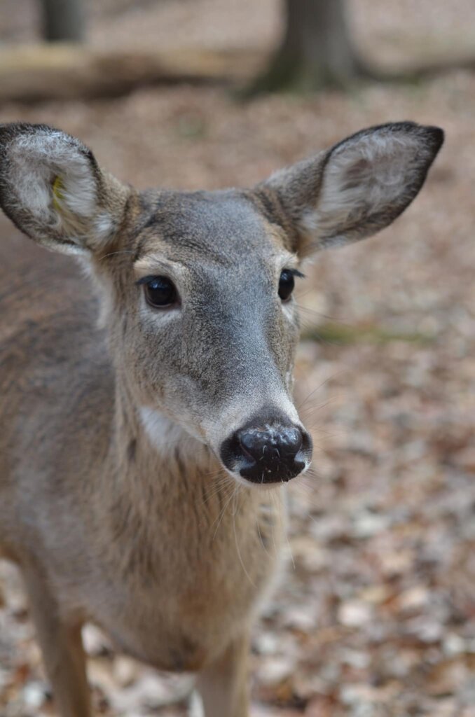 Care for Wildlife at the Virginia Living Museum