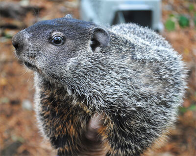 Care for Wildlife at the Virginia Living Museum