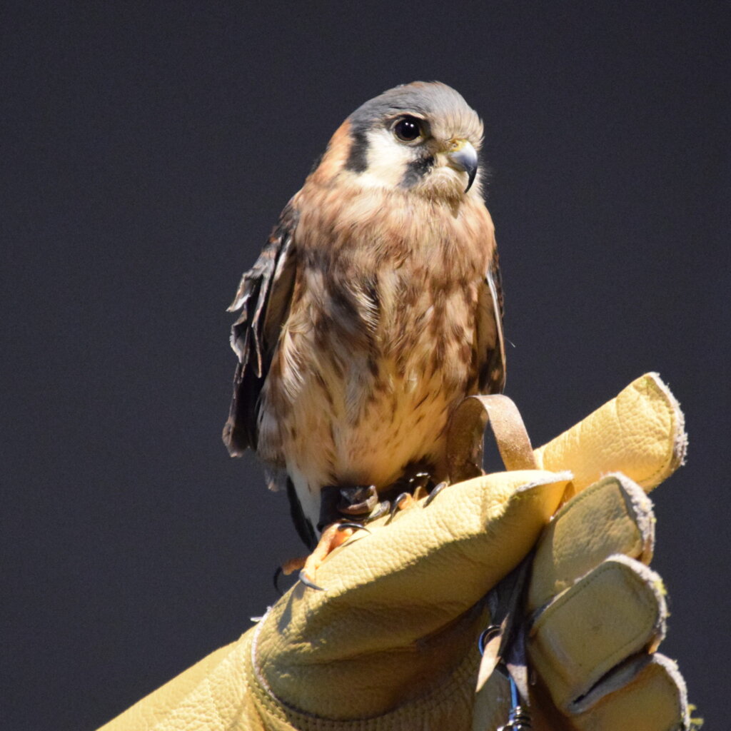 Care for Wildlife at the Virginia Living Museum