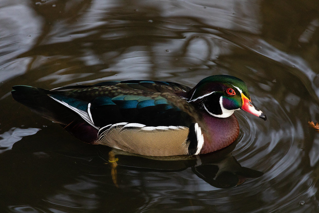 Care for Wildlife at the Virginia Living Museum