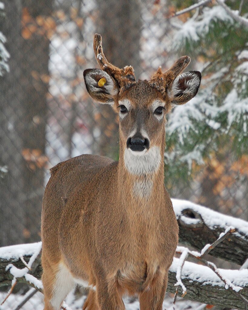 Care for Wildlife at the Virginia Living Museum
