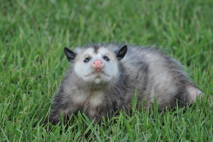 Care for Wildlife at the Virginia Living Museum