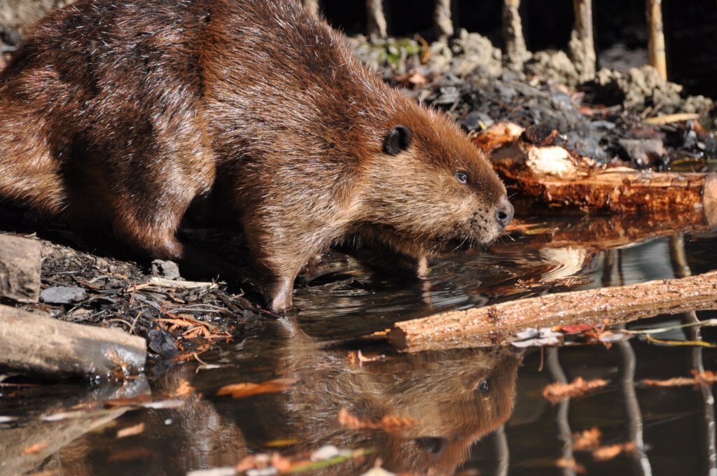 Care for Wildlife at the Virginia Living Museum