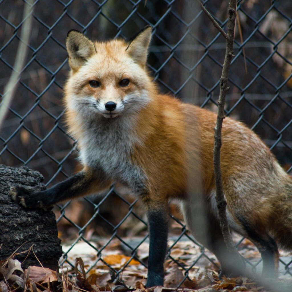 Care for Wildlife at the Virginia Living Museum