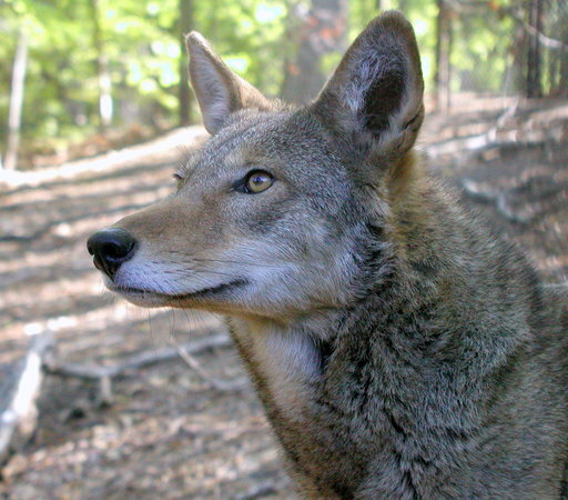 Care for Wildlife at the Virginia Living Museum