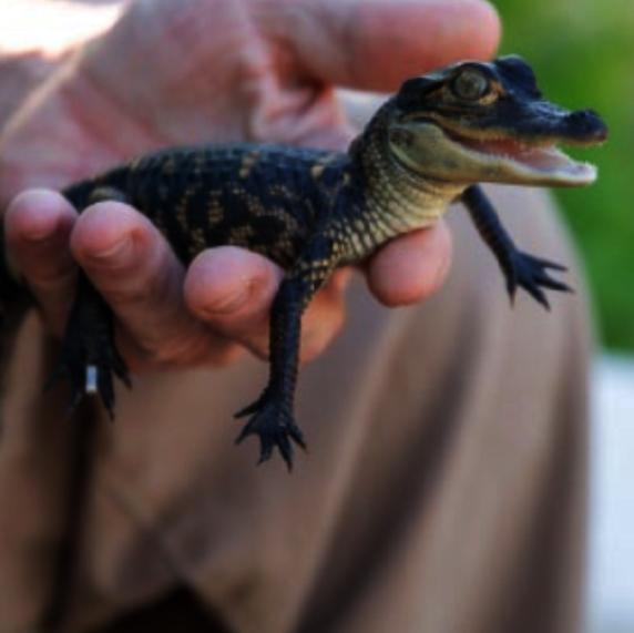 Care for Wildlife at the Virginia Living Museum