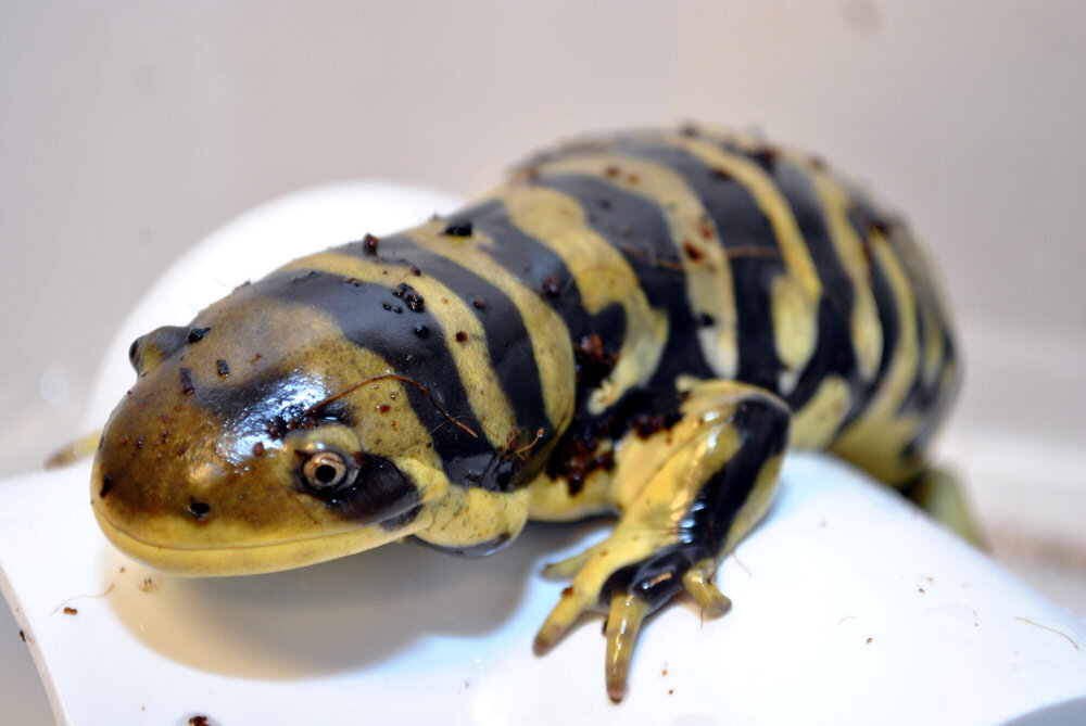 Care for Wildlife at the Virginia Living Museum