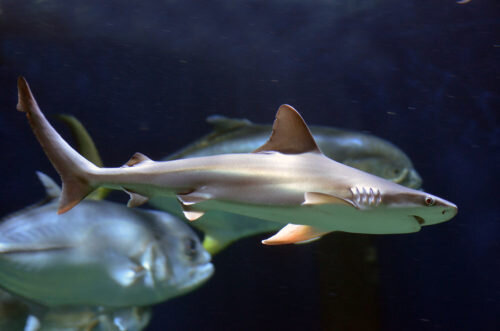 Care for Wildlife at the Virginia Living Museum
