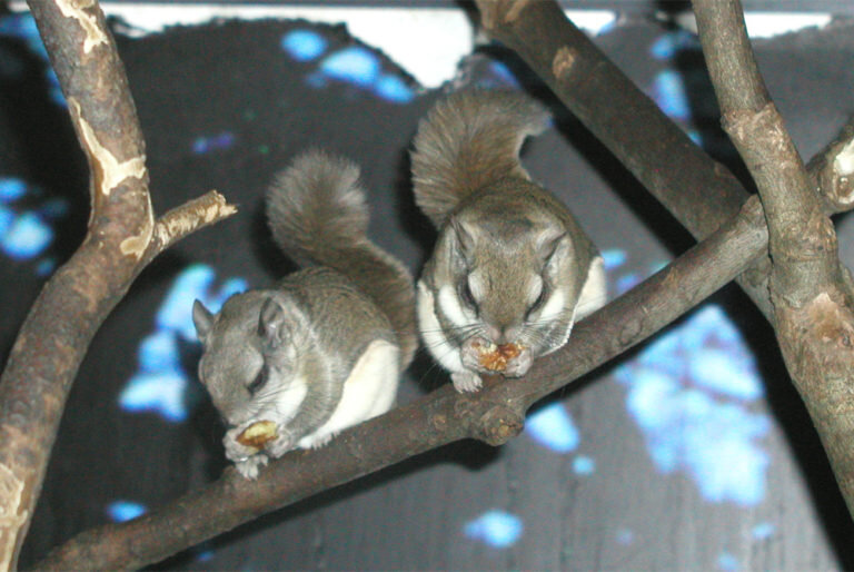 Care for Wildlife at the Virginia Living Museum
