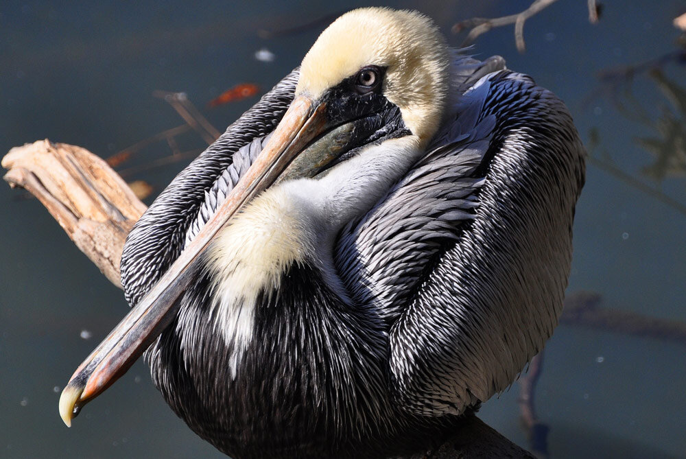Care for Wildlife at the Virginia Living Museum