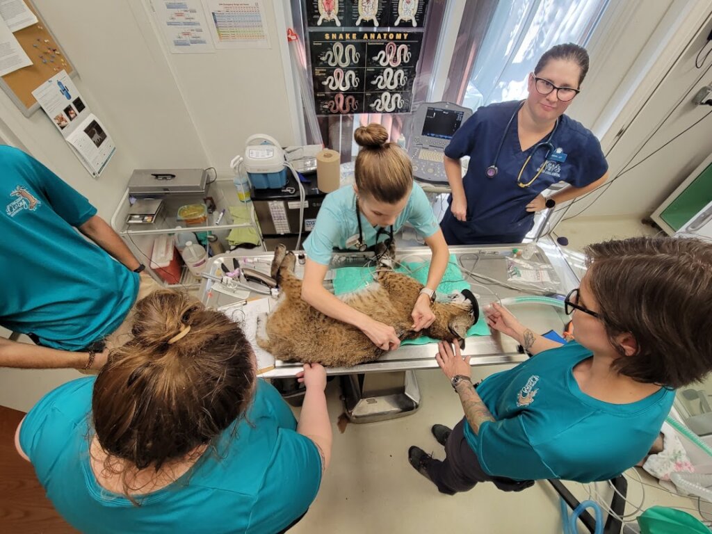 Care for Wildlife at the Virginia Living Museum