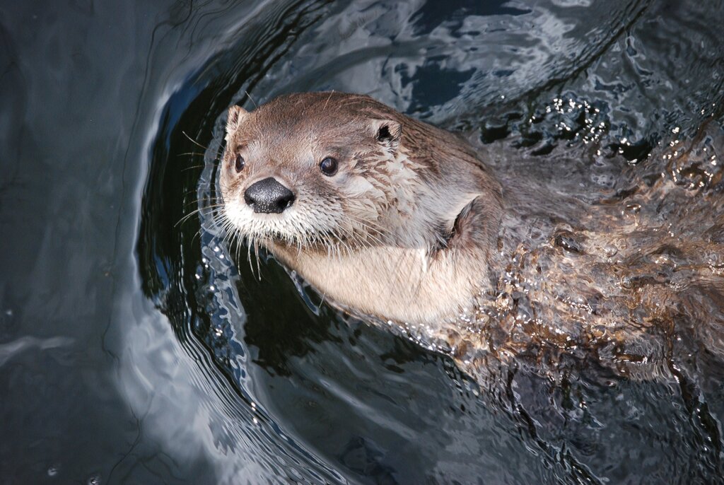 Care for Wildlife at the Virginia Living Museum