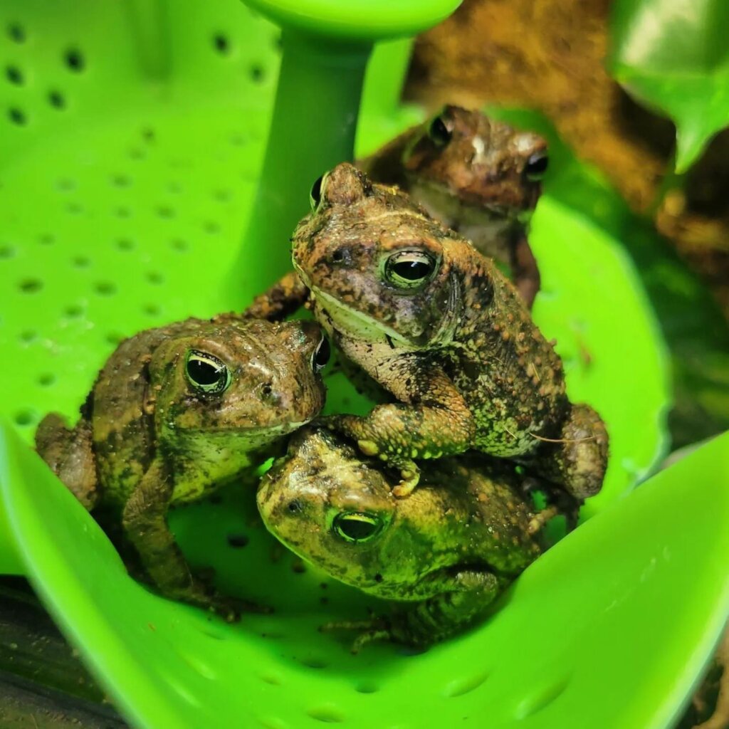 Care for Wildlife at the Virginia Living Museum